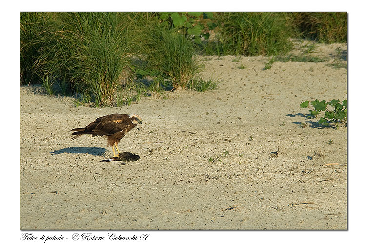 Falco di palude - Circus aruginosus